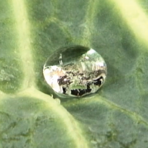 野菜や虫の表面は水をはじきます。