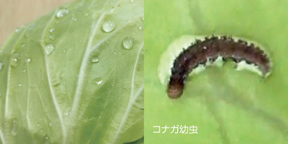 野菜は濡れにくく、虫は水中でも空気の膜をまとってしがみつくのでなかなか剥がれません。