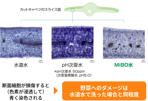 カットキャベツ スライス断面の青色染色試験