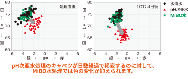 pH次亜水処理のキャベツが日数経過で褐変するのに対して、MiBO水処理では色の変化が抑えられます。